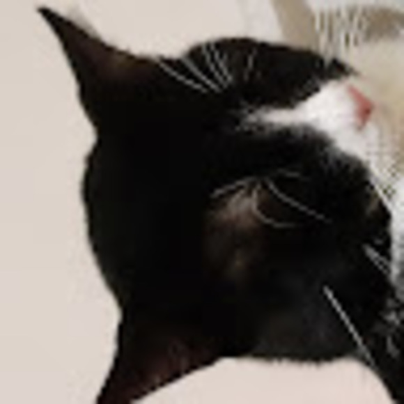 Meet your Posher, Mischka - Picture 1 of 1